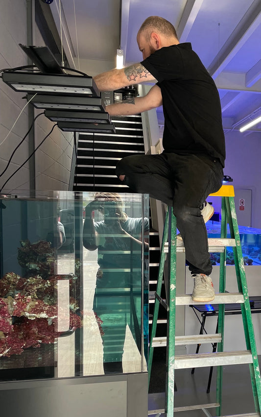 Maintenance on a Reef Aquarium