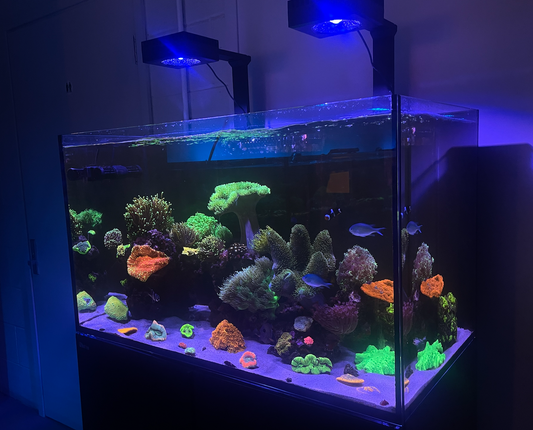 Starting a New Saltwater Aquarium