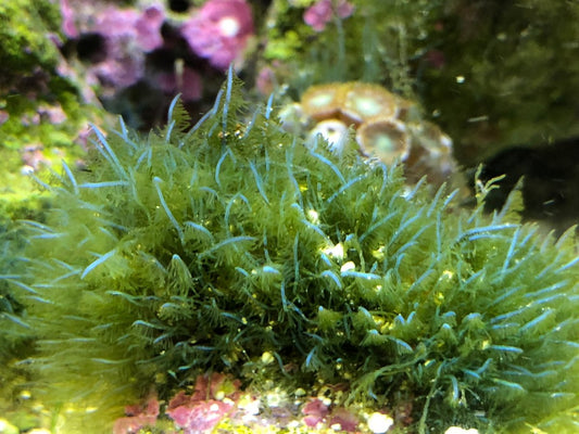 Common Marine Algaes ID