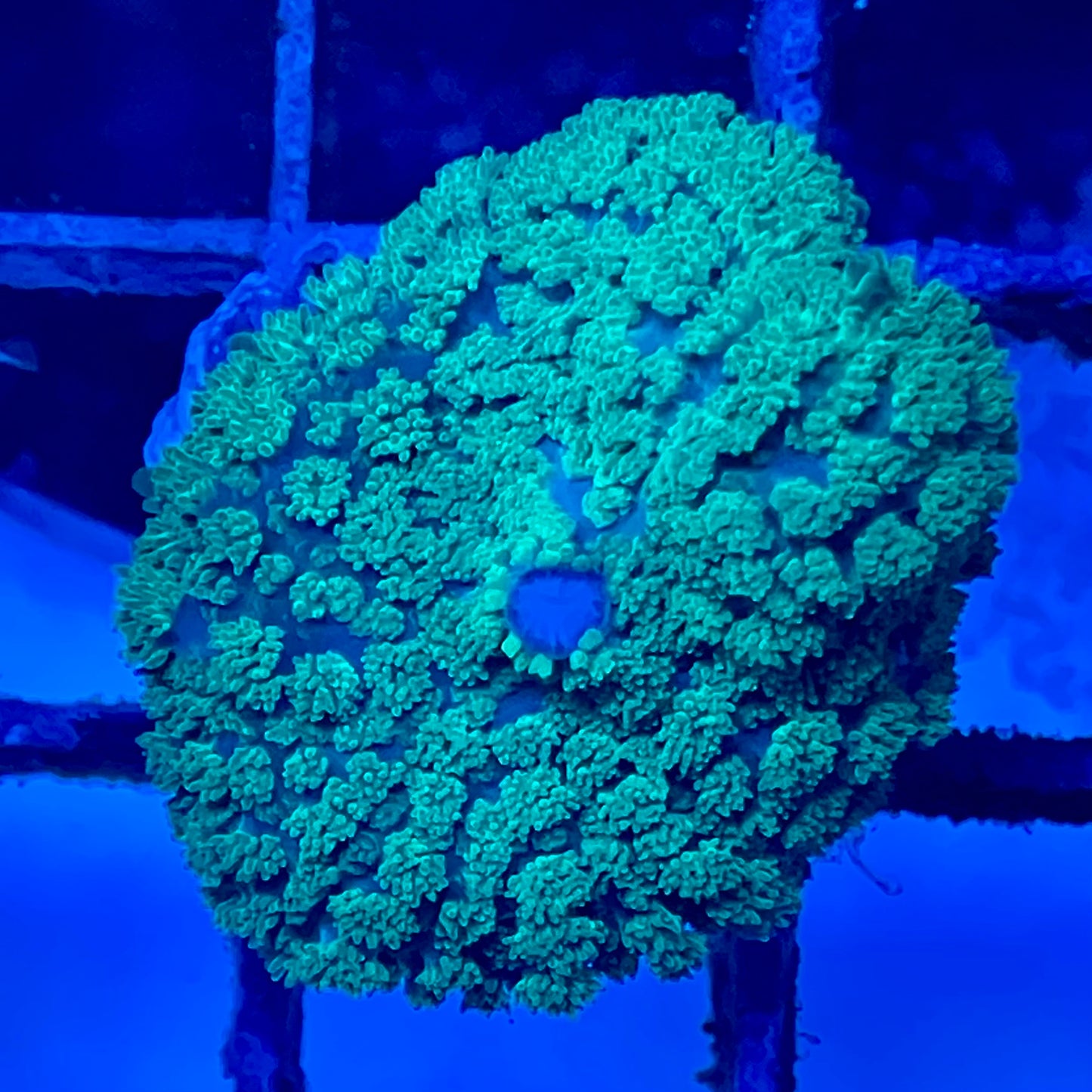 Green Tonga Mushroom XL