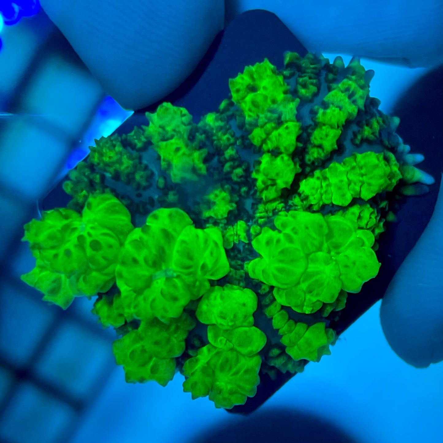 Uranium Bounce Mushroom