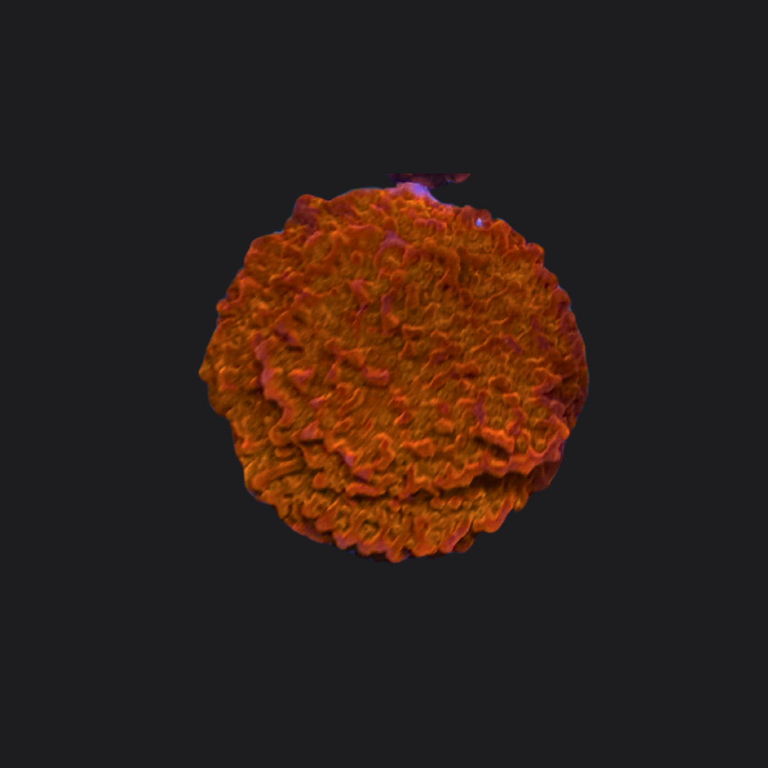 Red Montipora