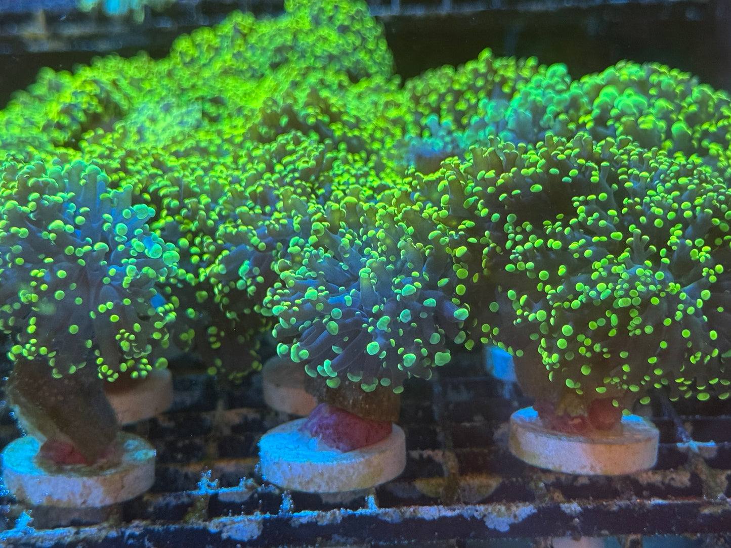 Frogspawn Pack