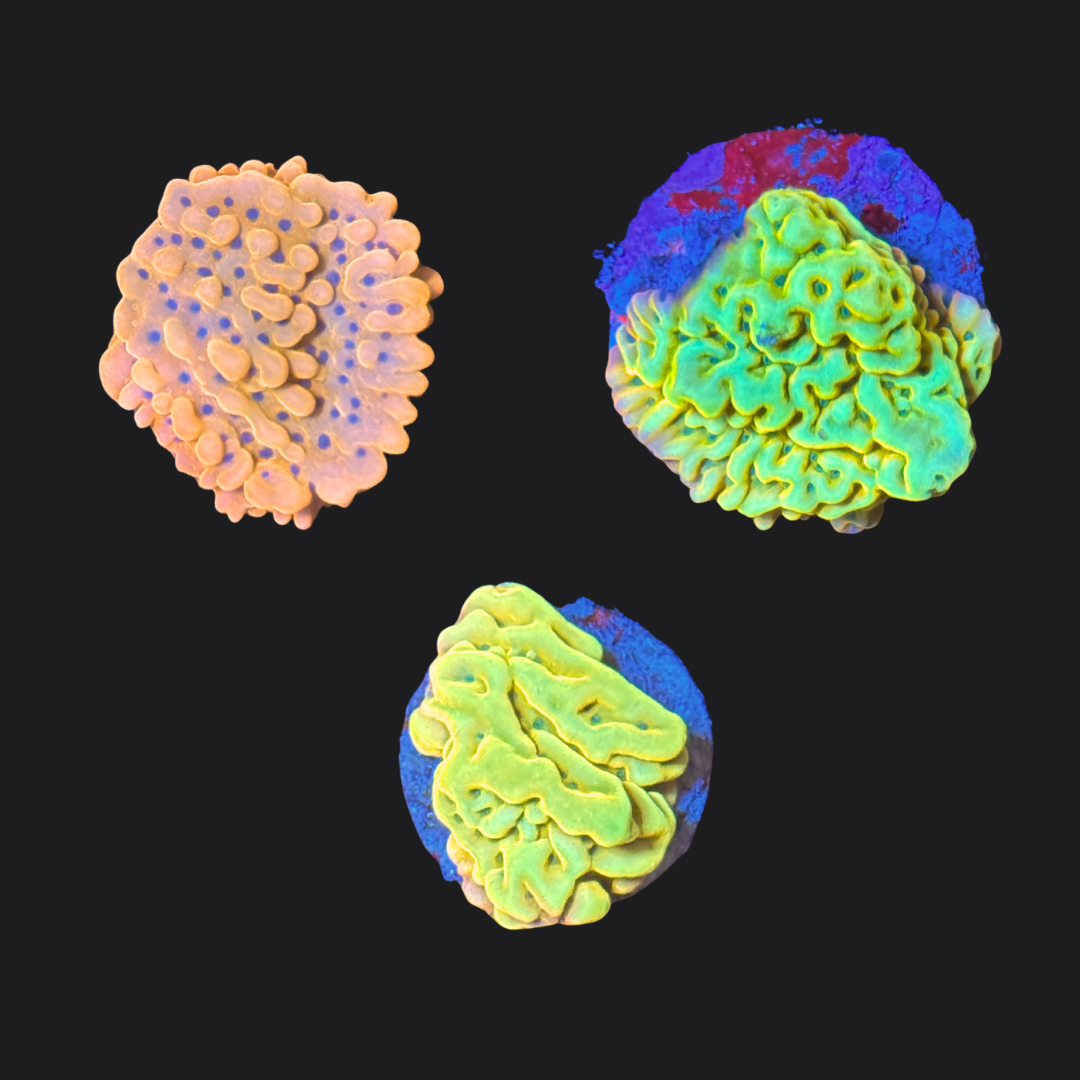 Montipora palawanenis pack