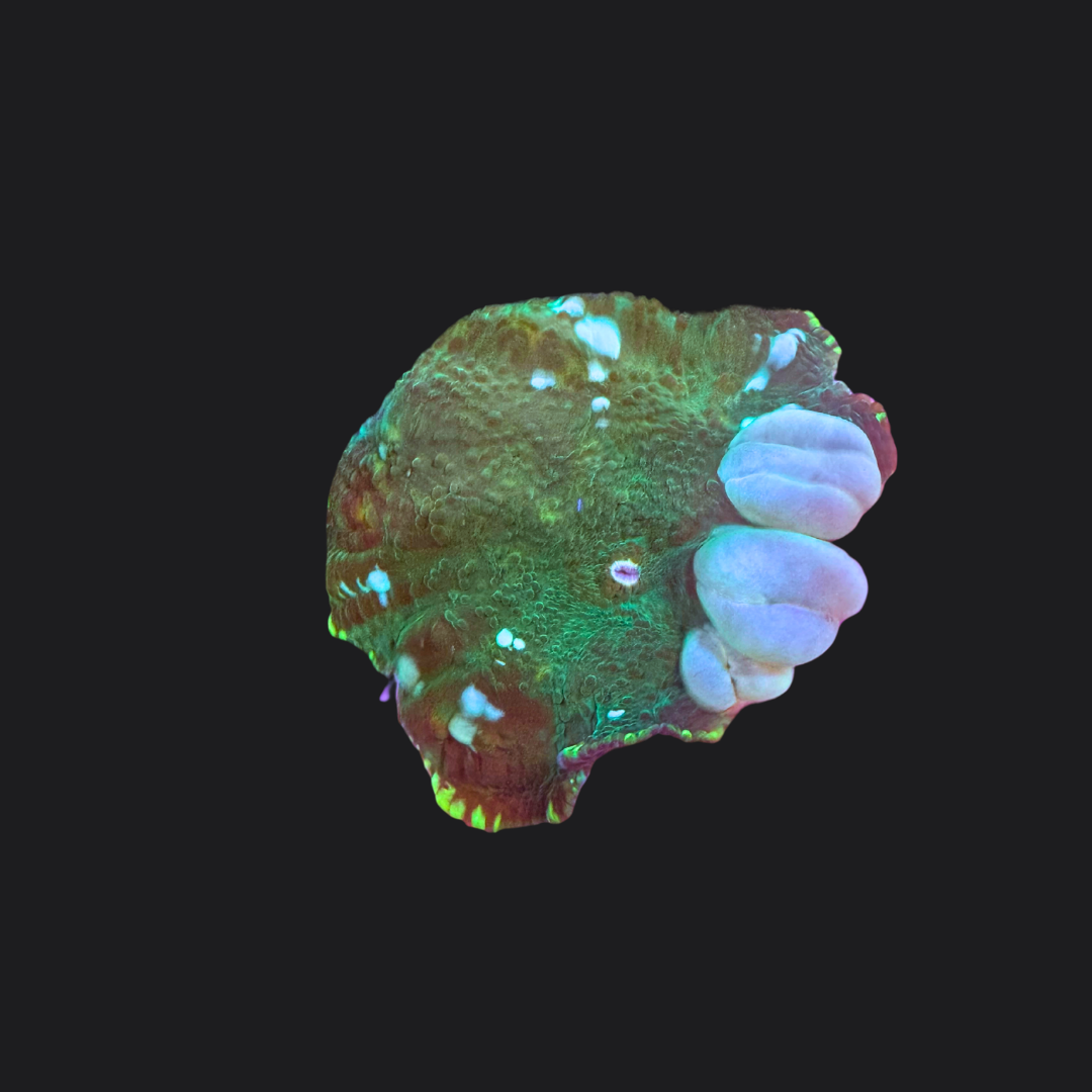 Reverse Neptune Bounce Mushroom