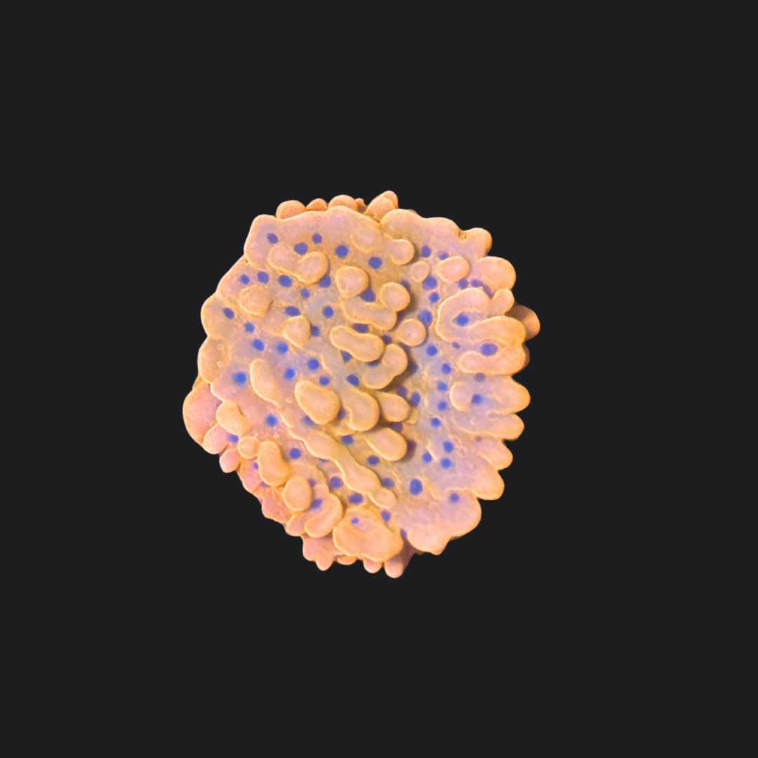 Beach Bum Montipora Palawanensis