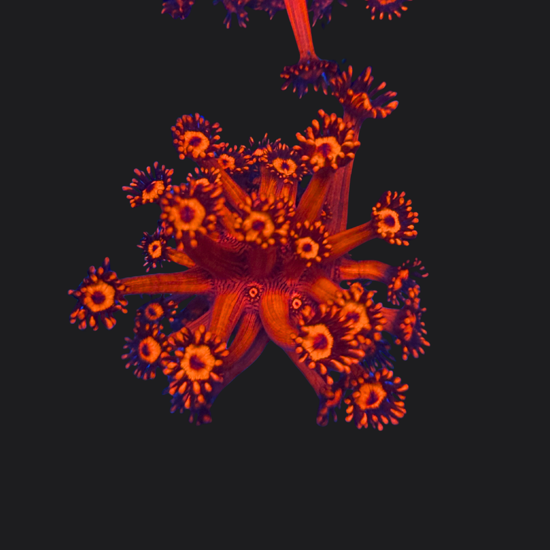 Red Glitter Goni