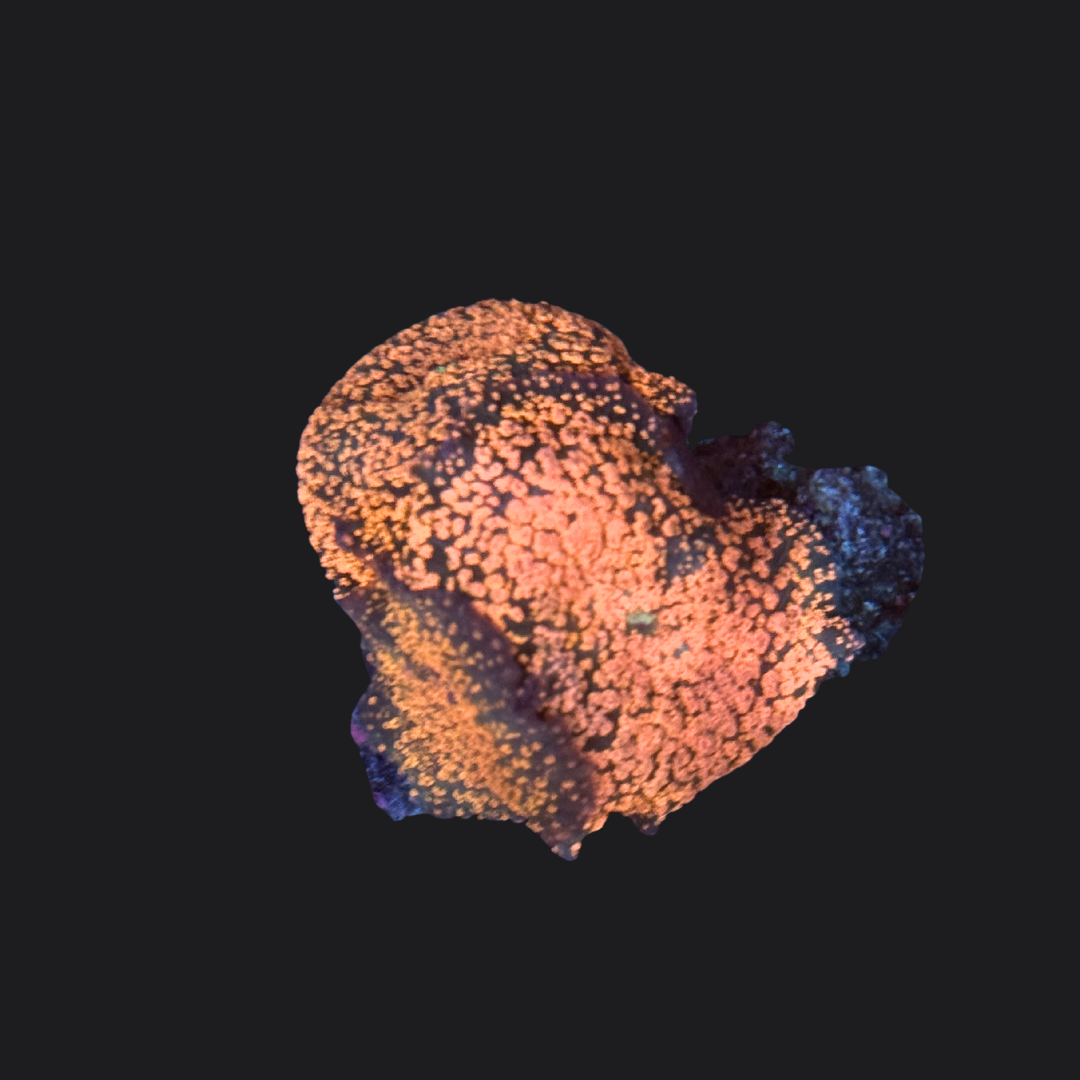 Pink Glitter Discosoma Mushroom