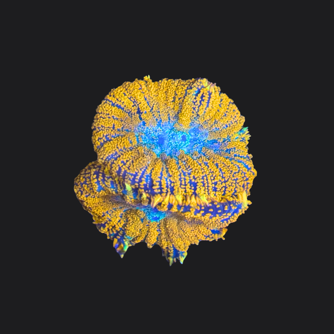 Bullseye Mushrooms