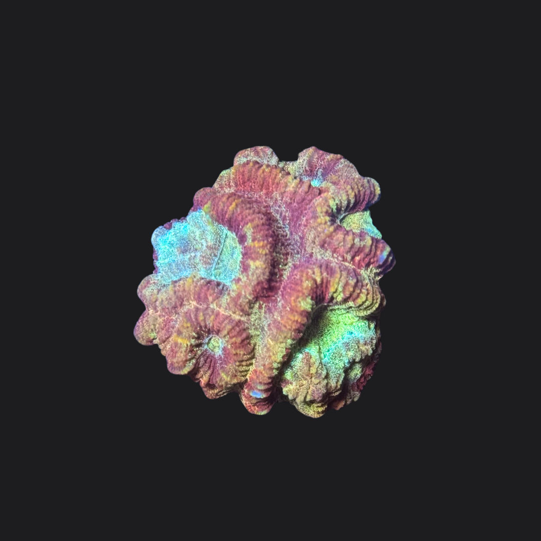 Marbled Favia