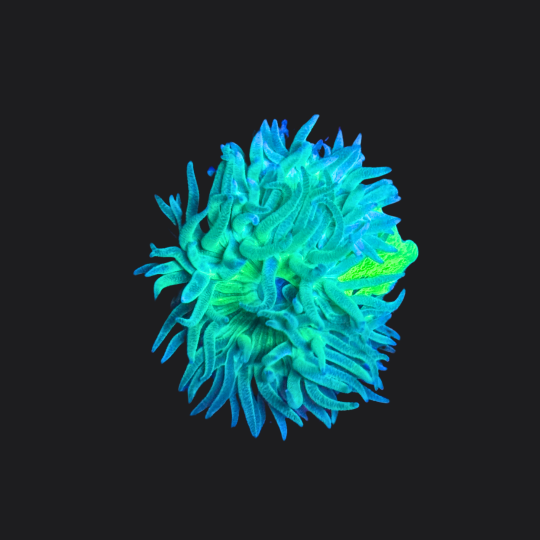 Duncan’s Coral