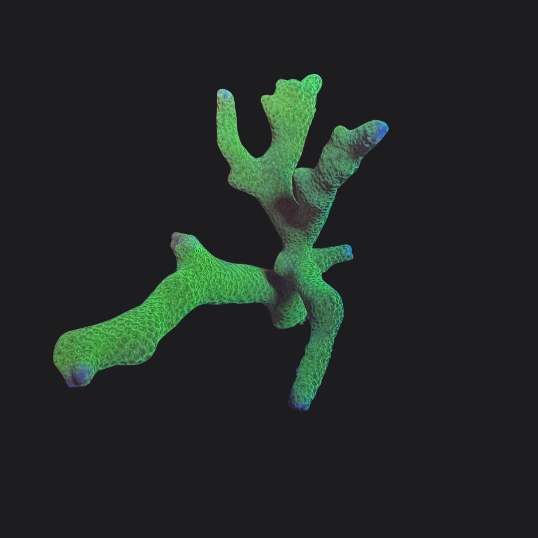 Green Montipora Digitata