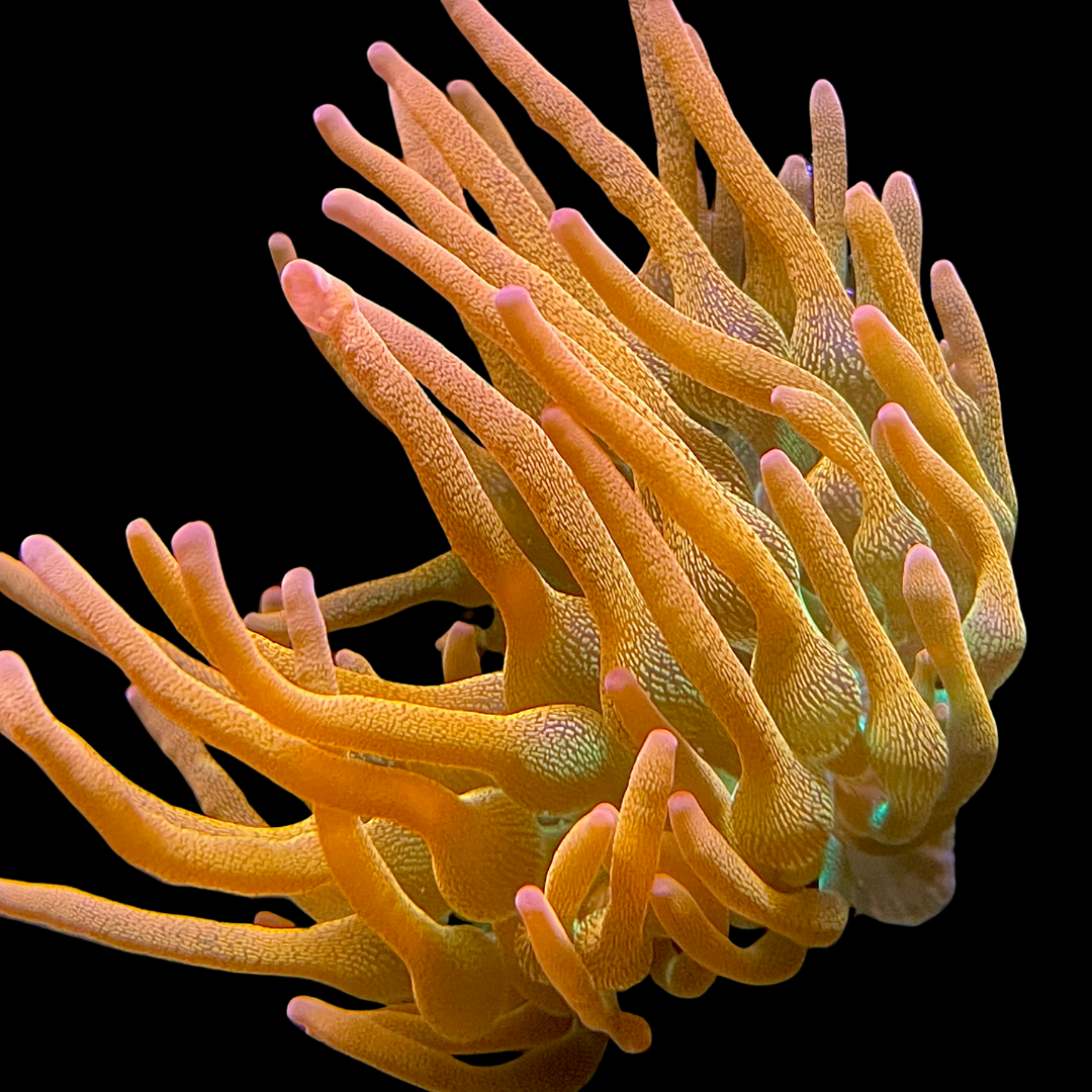 Rose Bubble Tip Anemone