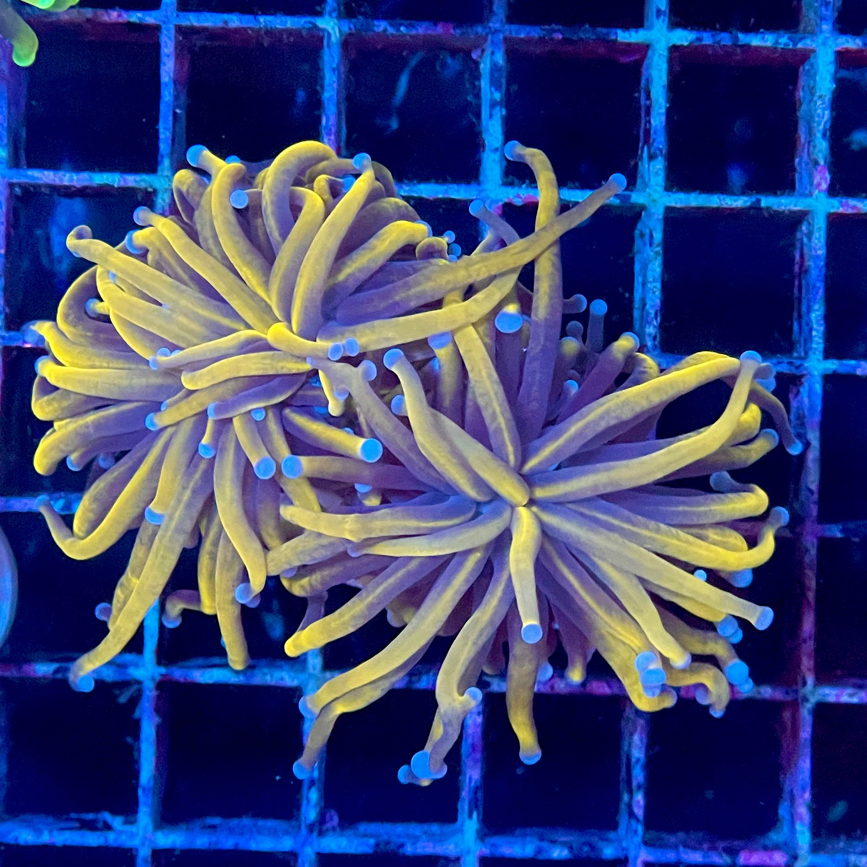 UK Coral frags for sale Euphyllia LPS soft corals