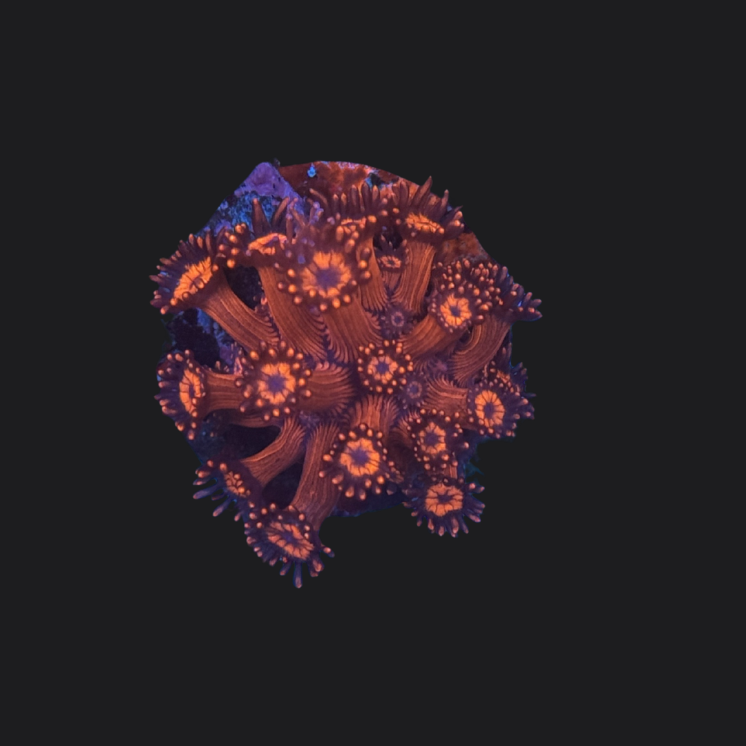 Red Goniopora
