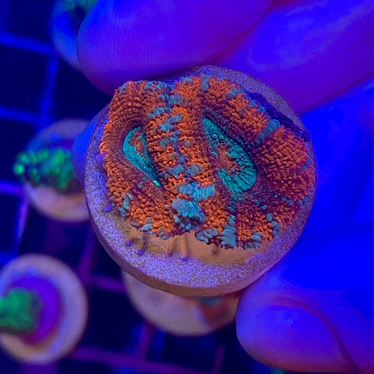 Red & Green Acan/Micromussa