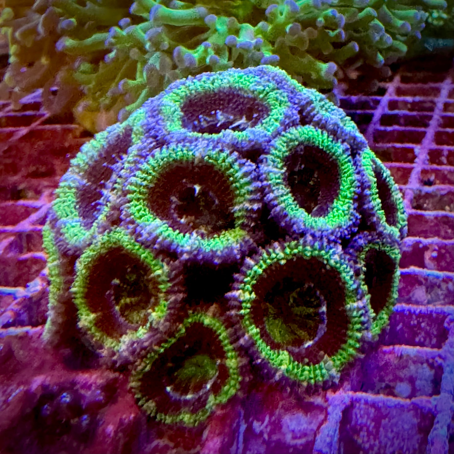 Green and purple Micromussa lordhowensis
