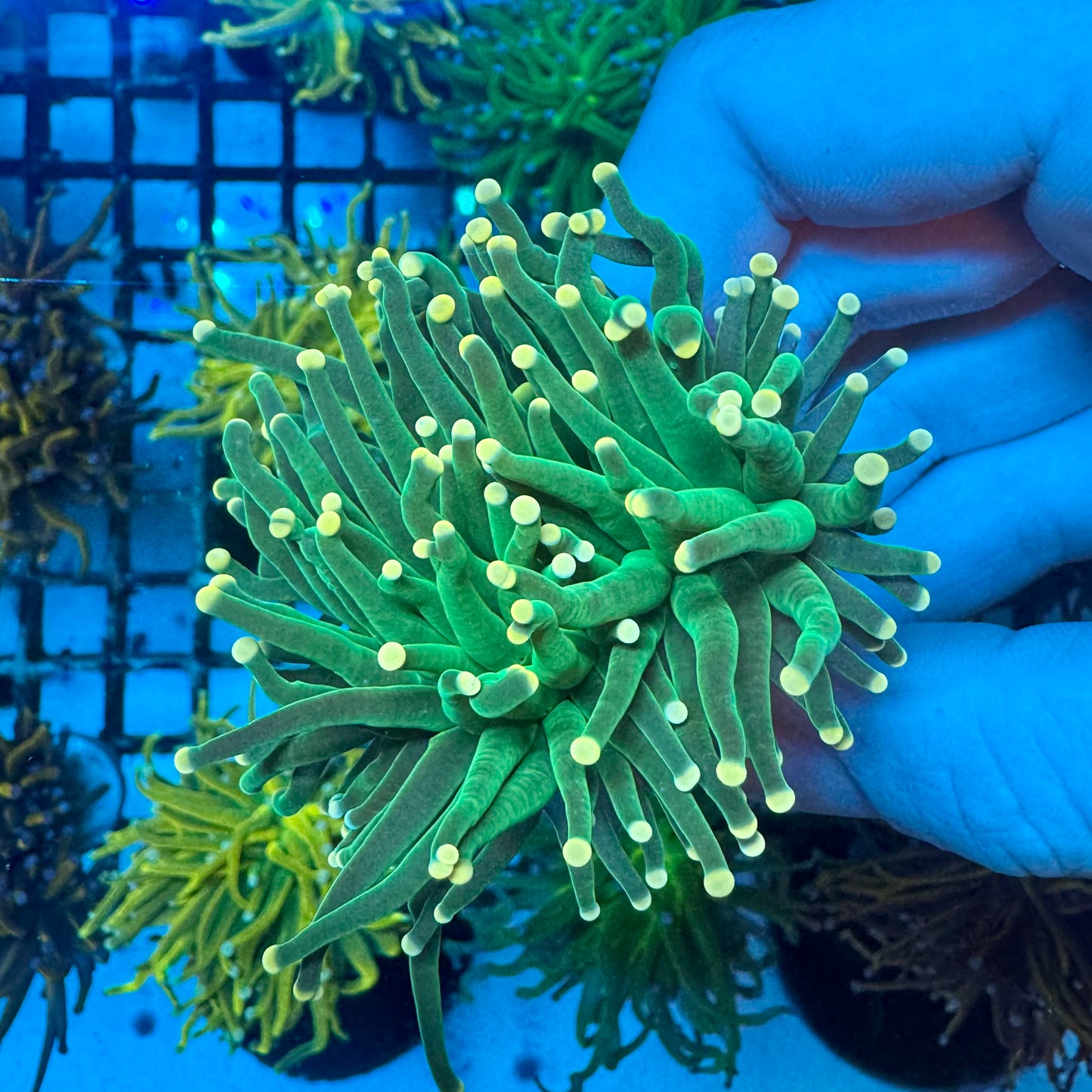 WYSIWYG Green Torch