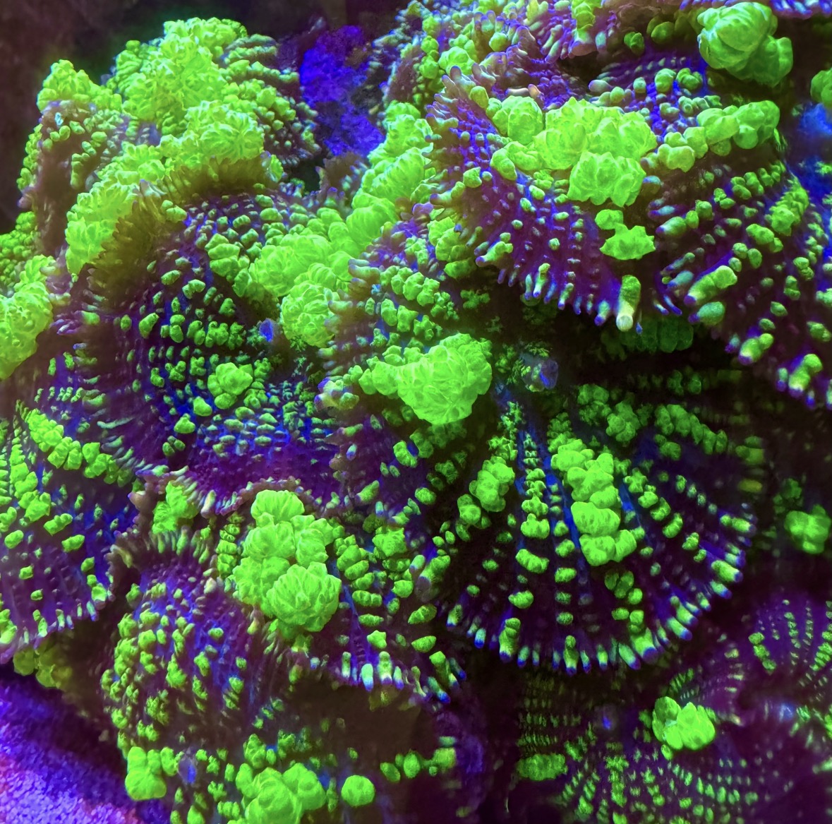 Uranium Bounce Mushrooms