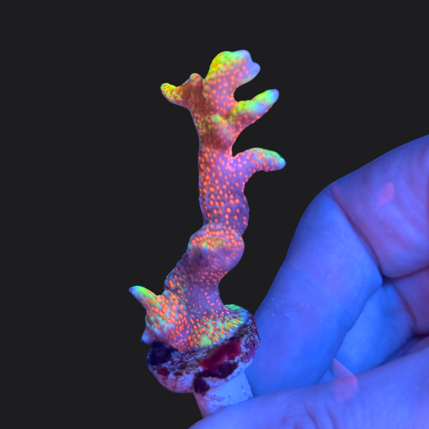 Montipora digitata Bubblegum