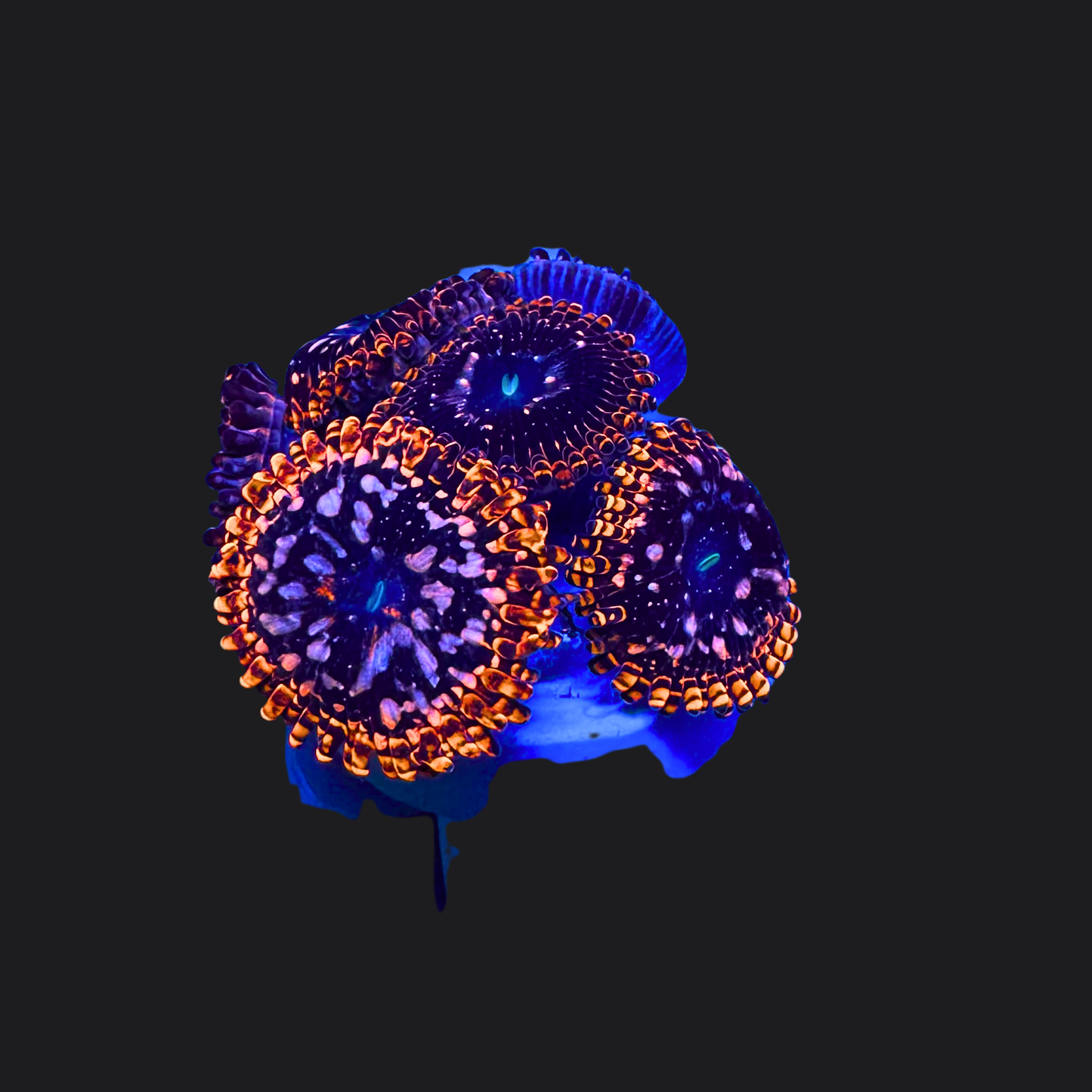 Utter Chaos Zoas