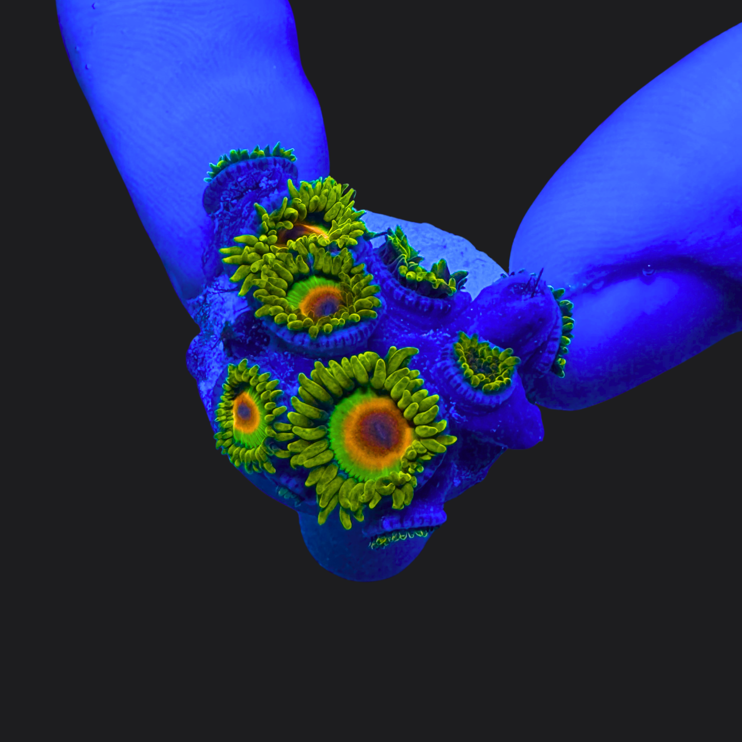 Rasta Zoas