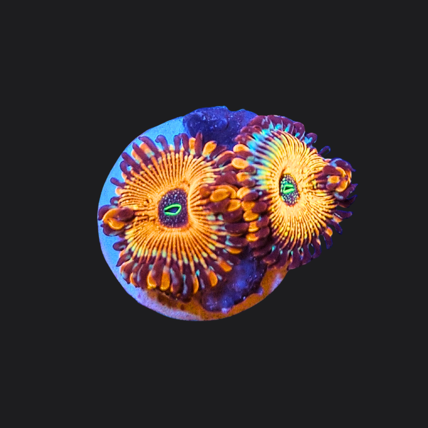 Seduction Zoas