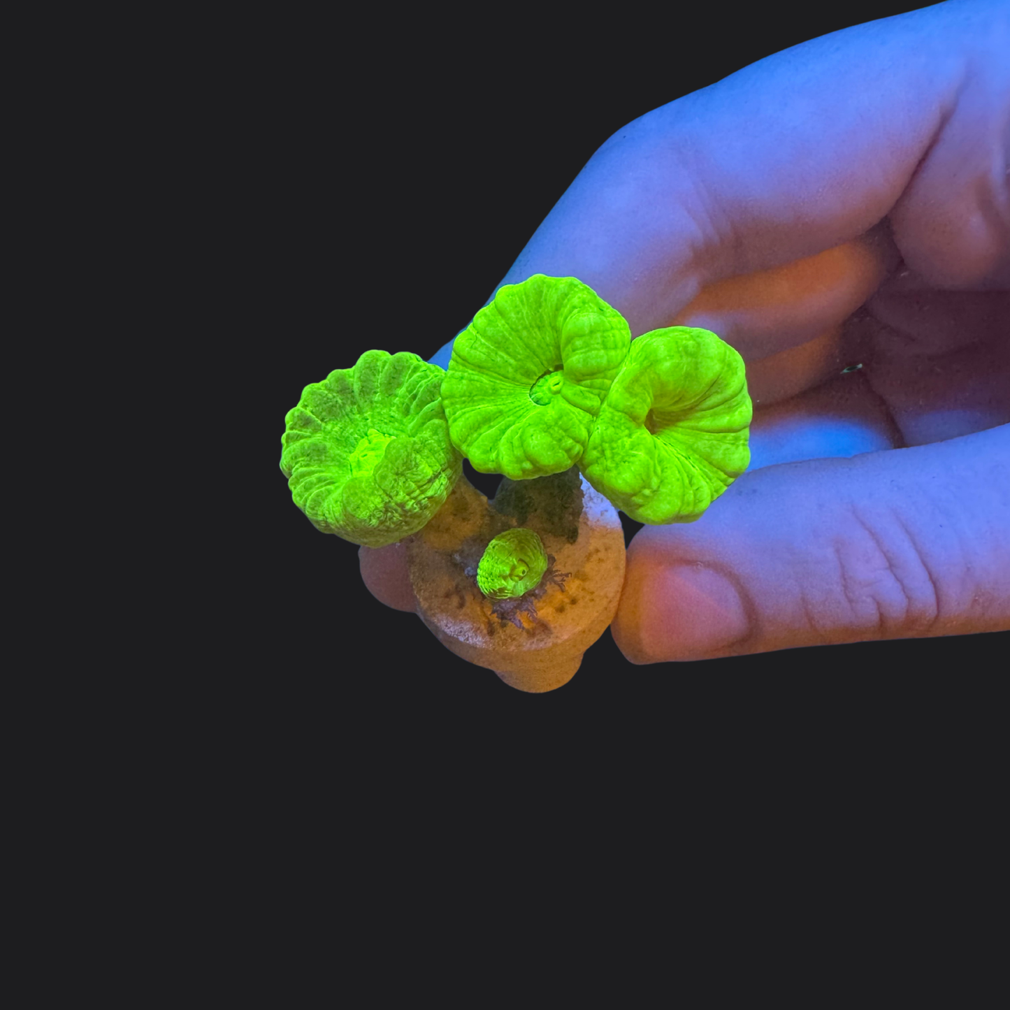 Toxic Green Trumpet/Candy Cane