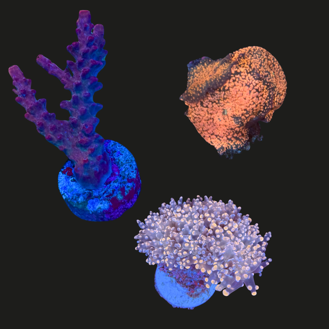 Pink & Purple Coral Pack