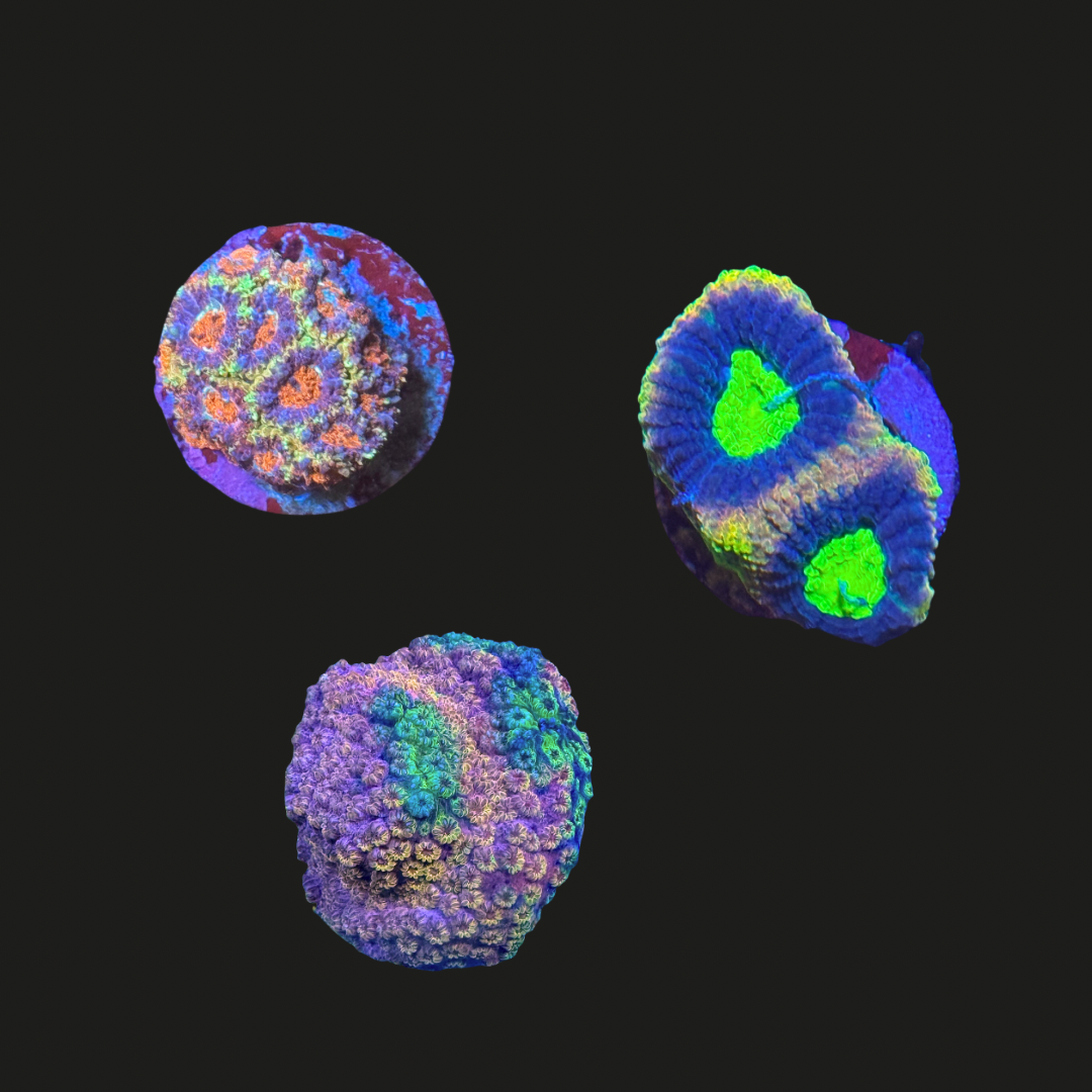 Multicolour Coral Pack