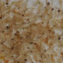 Live Brine Shrimp - Pack of 4