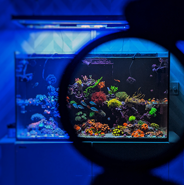 Coral Colour Lens XL 2nd Generation