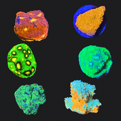 Mystery LPS & Soft Coral Pack