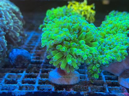Euphyllia Pack 3