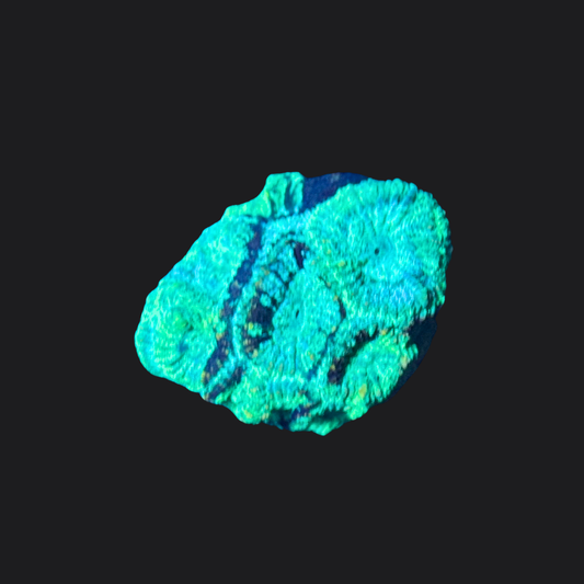 Green Marbled Favia