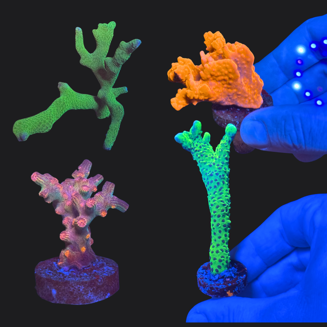 Beginner SPS & Branching Pack