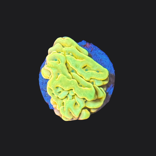 Rainbow Phoenix Montipora Palawanensis