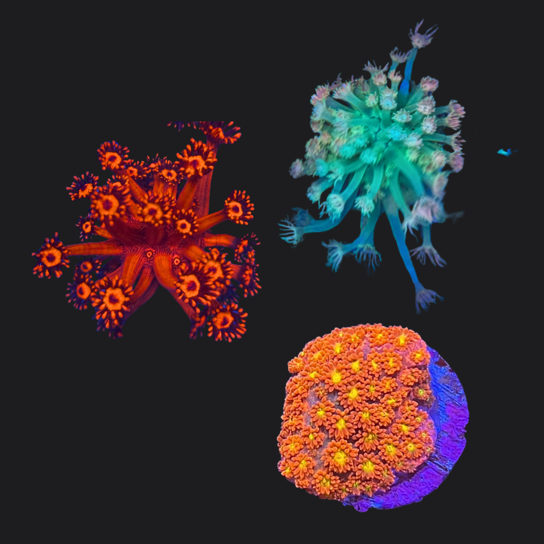 Goniopora & Bernardopora pack