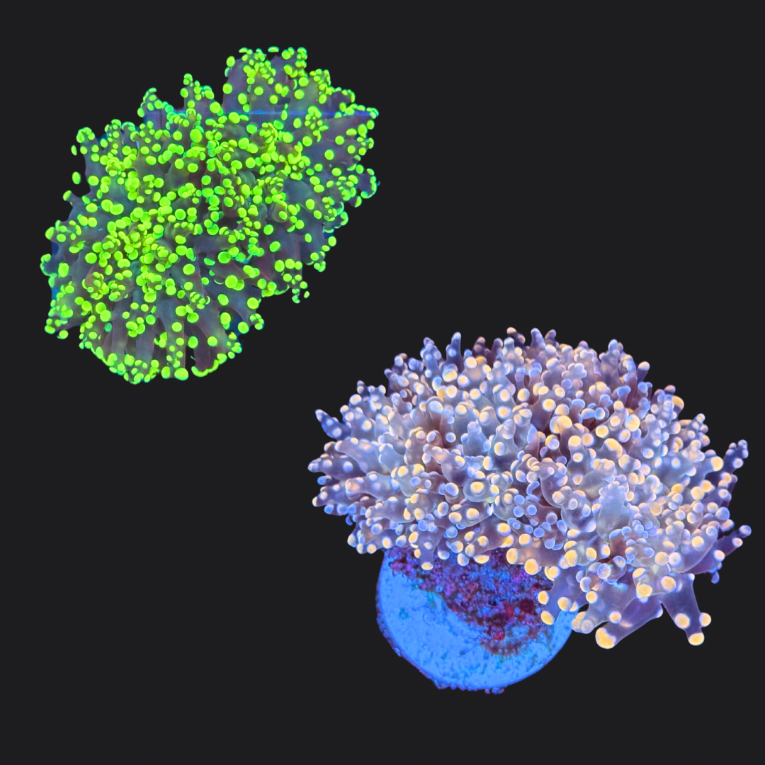 Frogspawn Pack