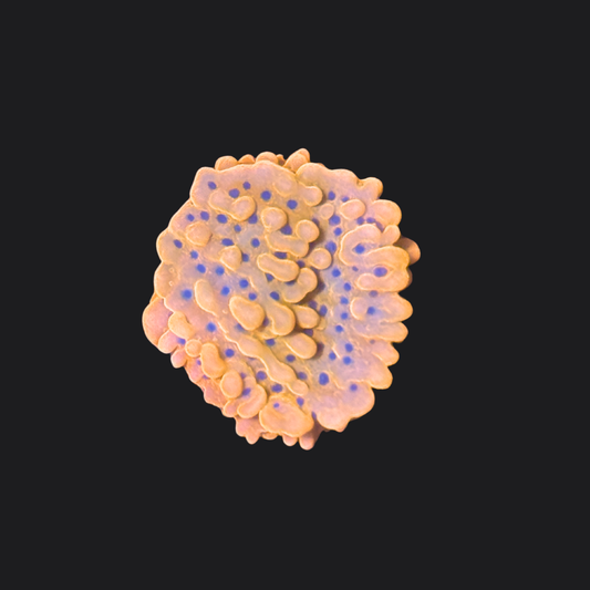 Beach Bum Montipora Palawanensis
