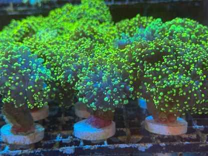 Euphyllia Pack