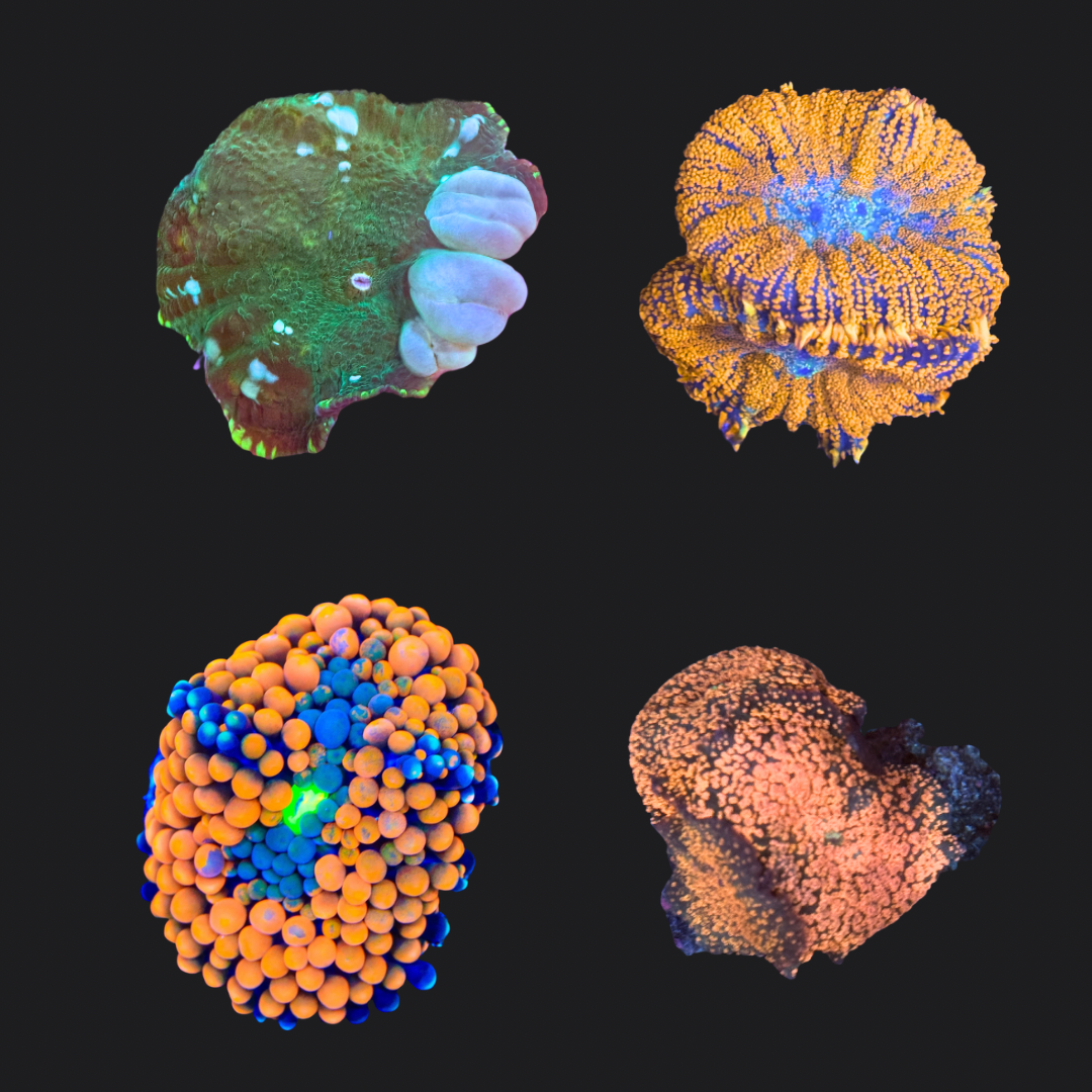 Mushroom Pack