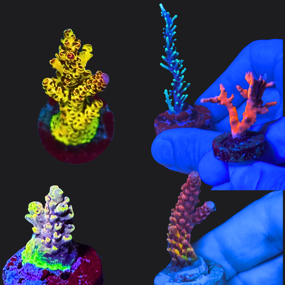Duncan's Acropora Random Pack