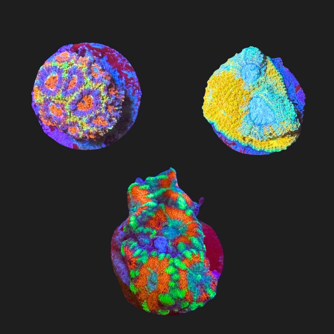Acan Pack