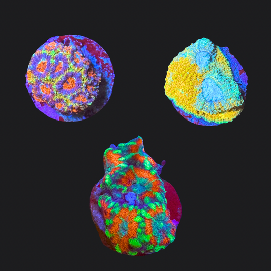 Acan Pack