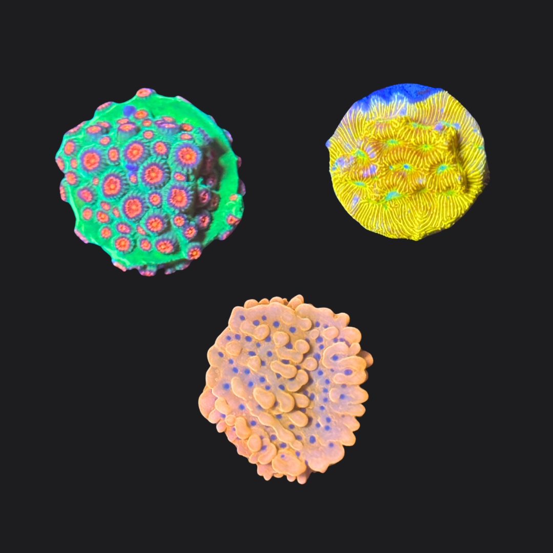 Encrusting Coral Pack