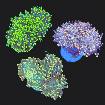 Euphyllia Pack 2