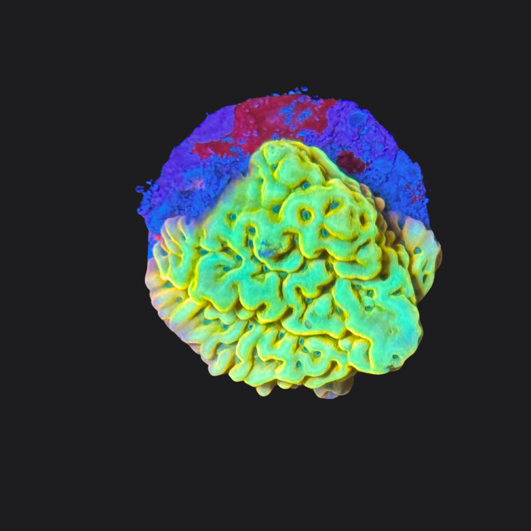 Kung Pao Montipora Palawanensis
