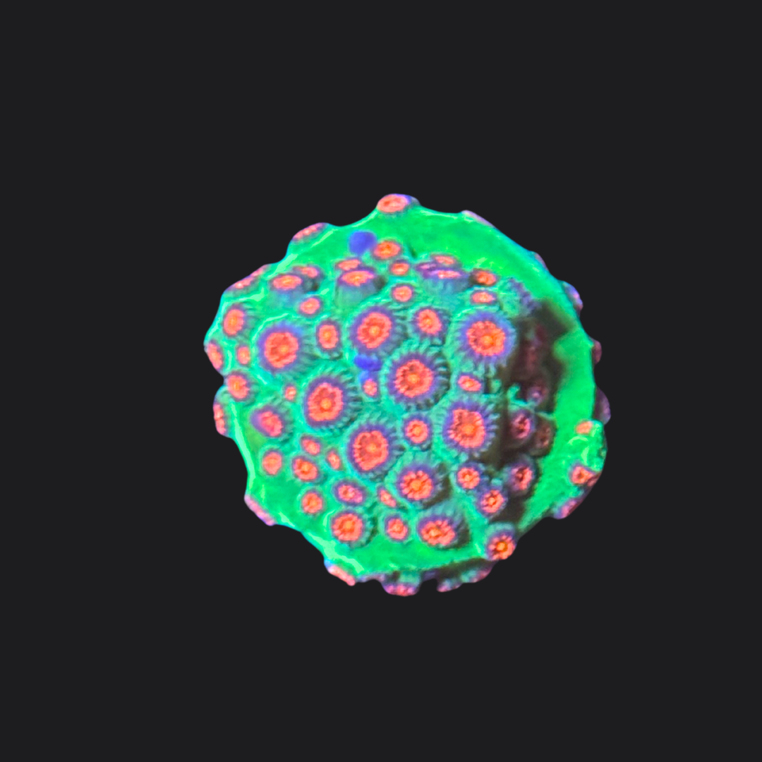 Alien Pox Cyphastrea
