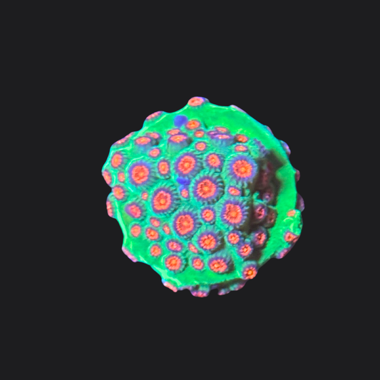 Alien Pox Cyphastrea
